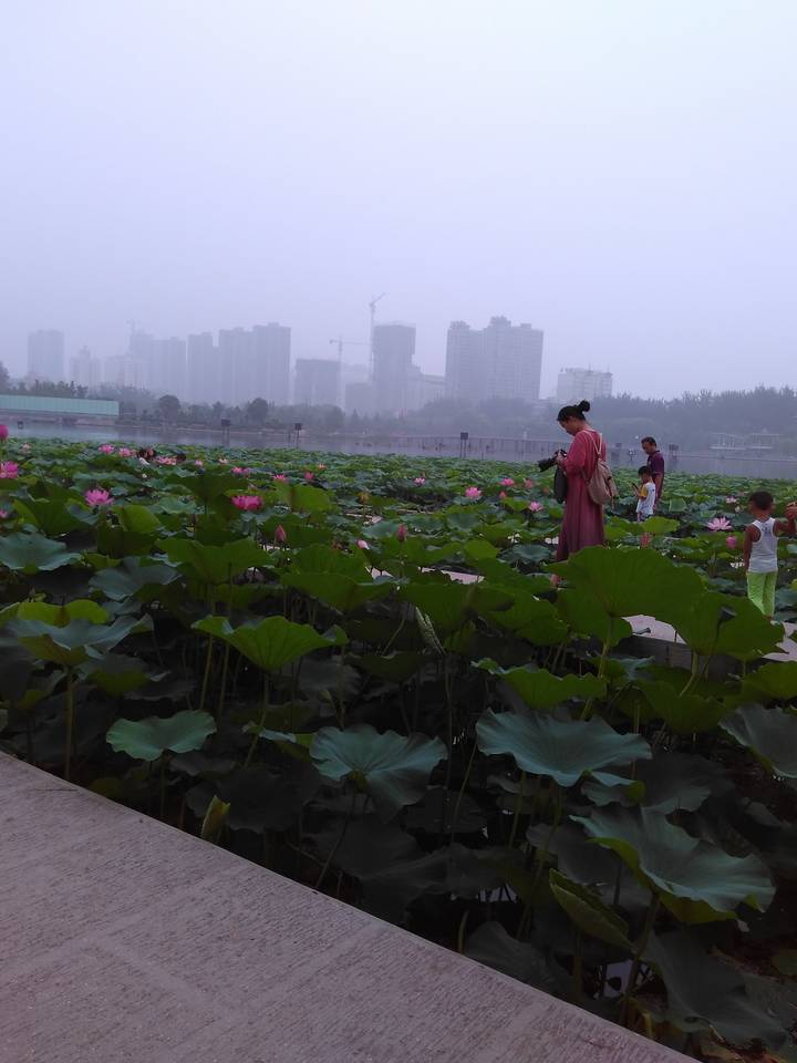 【心情随笔】+赏荷花,心情美美_迪巧钙念交流