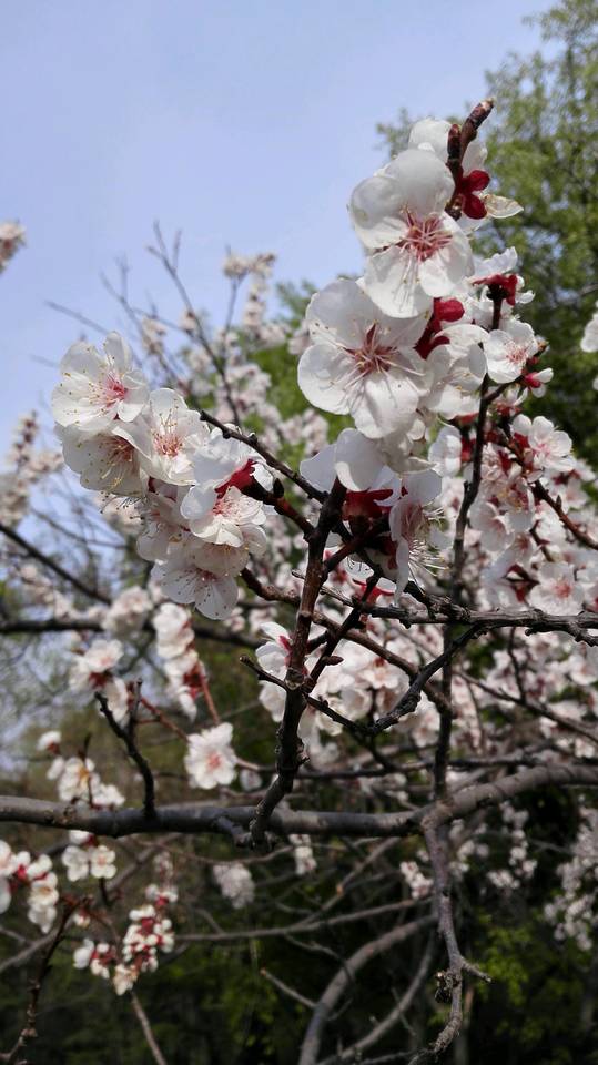 桃花,樱花,杏花,梨花……反正我是分不清楚地!