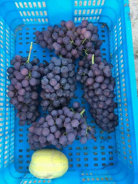 葡萄_好便宜,1.7一斤。可惜有轻微的高血糖不