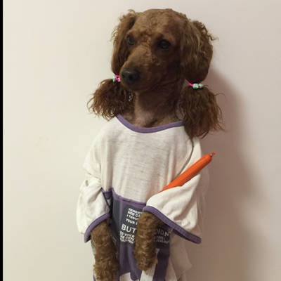 请问怀孕到底可以养狗吗?家里有一只泰迪,养了