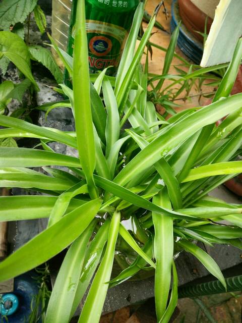 种花养花_种花的收入怎么样