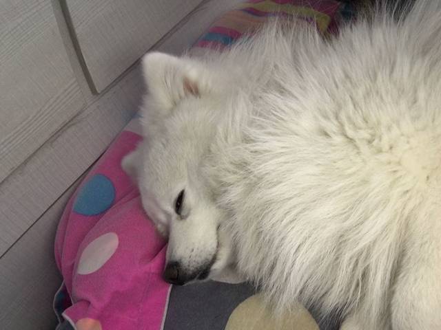 怀孕了也可以养狗狗_孩子出生半个月了,四十周