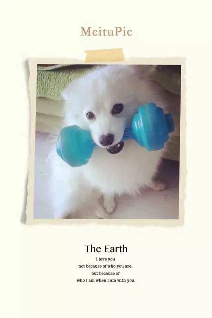 怀孕了也可以养狗狗_孩子出生半个月了,四十周