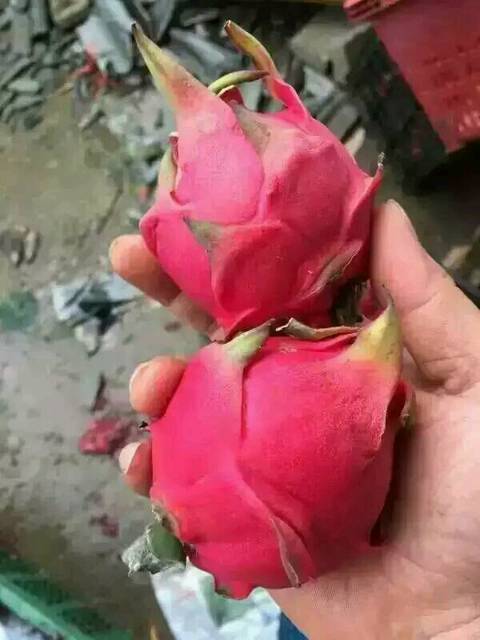 孕期多吃水果好处多_怀孕了,你有每天都吃水果