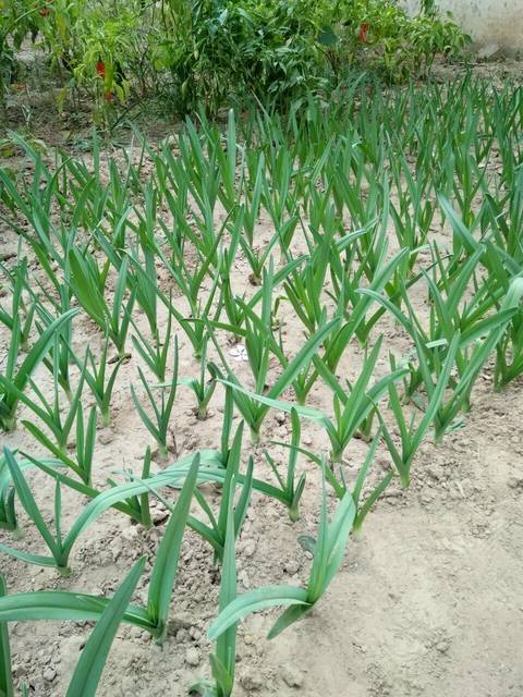 我家的大蒜苗_刚种了半月的大蒜苗,你信吗