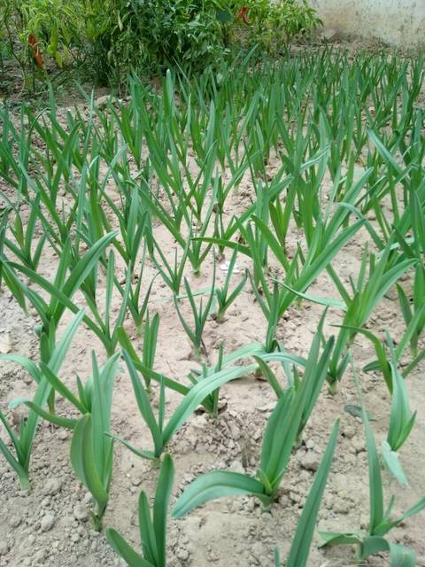 我家的大蒜苗_刚种了半月的大蒜苗,你信吗