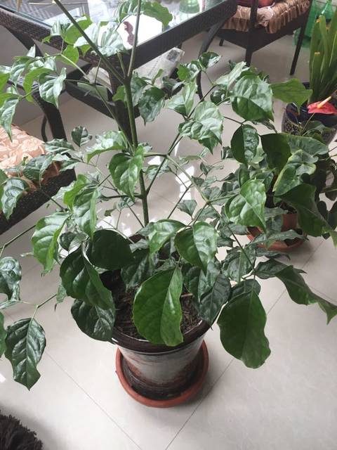 找工作_怀孕快五个月了有没有适合孕妇的工作