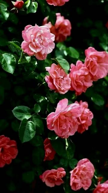 关于生育津贴,寻求专业人事解答_各位宝妈,我