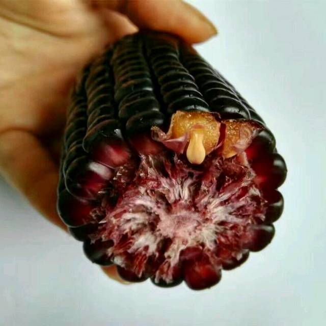 黑玉米的作用与功效,懂得来_据研究检测证明,
