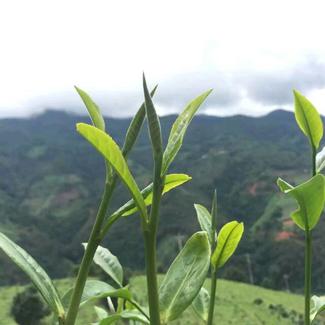 爱喝茶的女人最美丽_云南勐库冰岛村冰岛古树