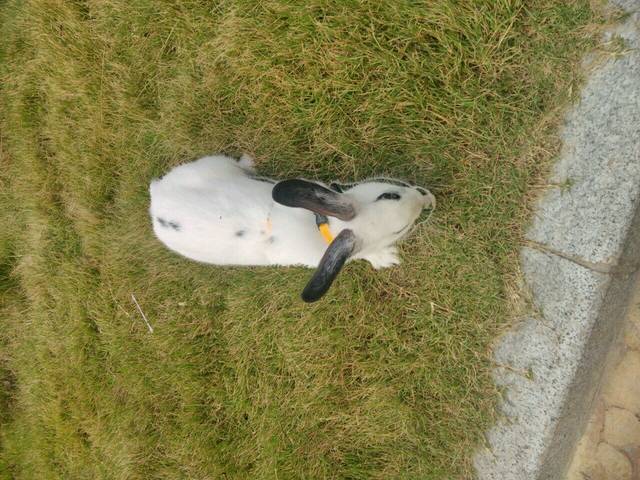 天灵灵地灵灵保佑我今天模拟科目三考试过_天