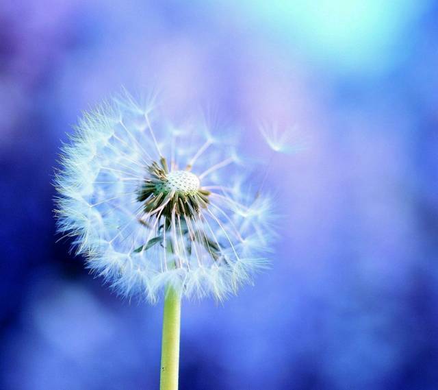 他是一个误入人间的天使!_每一个宝宝都是落入