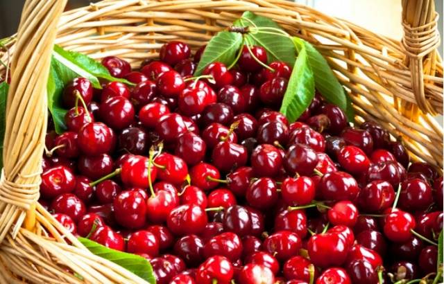 大樱桃_坐等樱桃成熟的季节 每天都有吃不完的