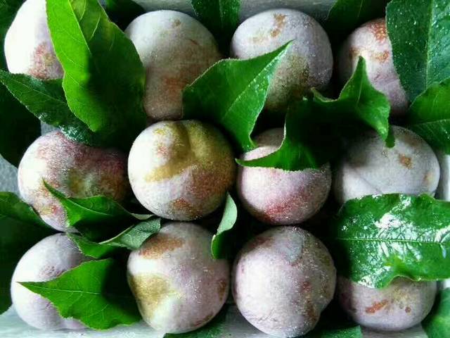 酸酸甜甜的三华李,很适合孕妈吃哈_酸酸甜甜的