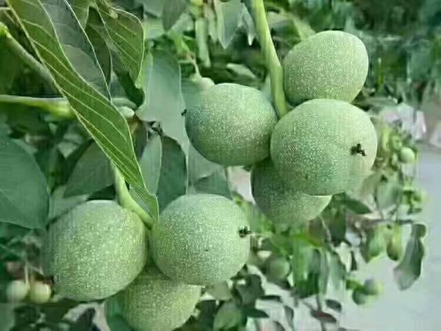 青核桃营养价值高,小孩老人都爱吃,有需要的吗