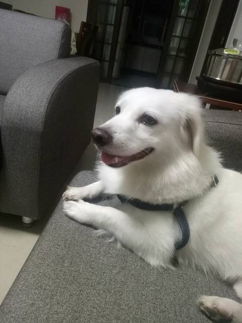 怀孕可不可以养狗,有没有实例?_怀孕五个月了