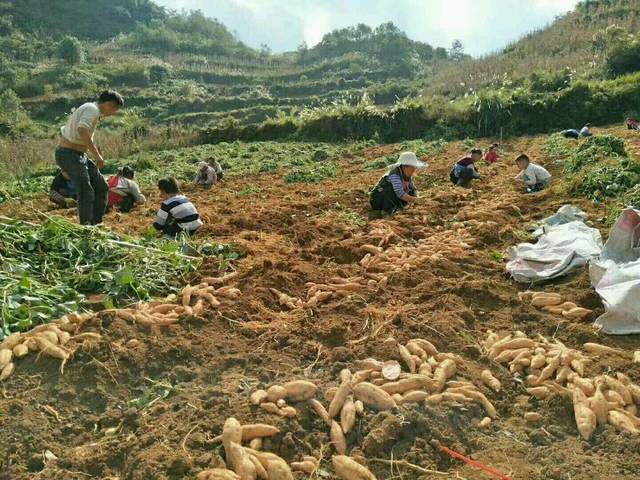 有没有想吃红薯的