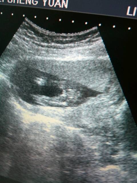 分享一下我这可爱的三个宝宝!