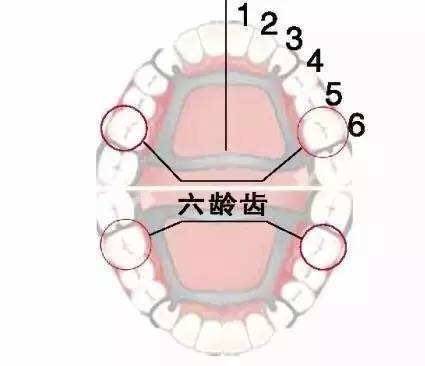 宝宝换牙注意保护六龄齿!