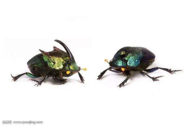 家门口的昆虫记