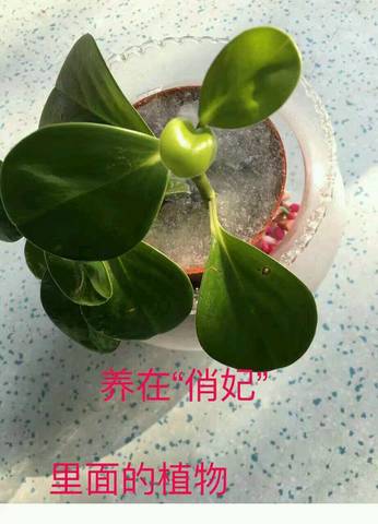 journal_insert_pic_630265522