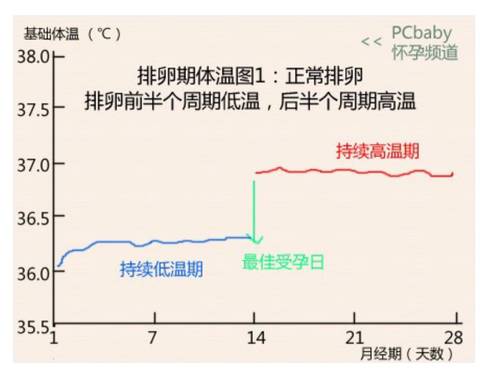 求助 排卵期开始晚上总是低烧 宝宝树