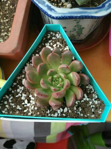 journal_insert_pic_656121624