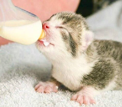 刚出生的小猫拉肚子_宝宝树