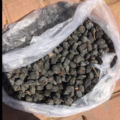 黑枣,孕妇能不能吃?