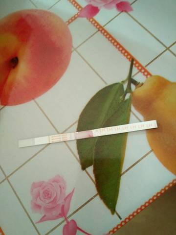 journal_insert_pic_739087913
