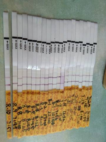 journal_insert_pic_811794432