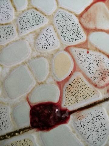 journal_insert_pic_873230334