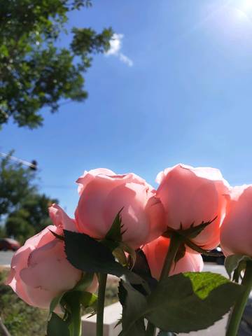 journal_insert_pic_1097821547