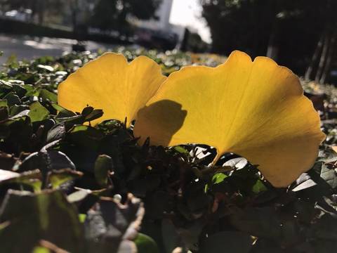 journal_insert_pic_1121544821