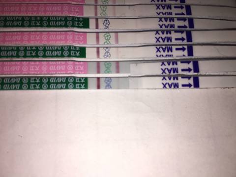 journal_insert_pic_1134363771