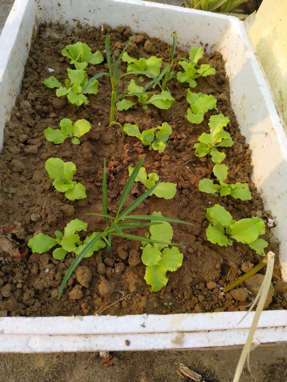 继续播报，菜菜正在茁壮成长