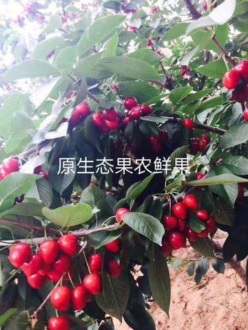journal_insert_pic_1231863698