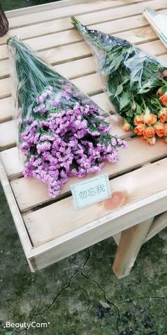 journal_insert_pic_1232966239
