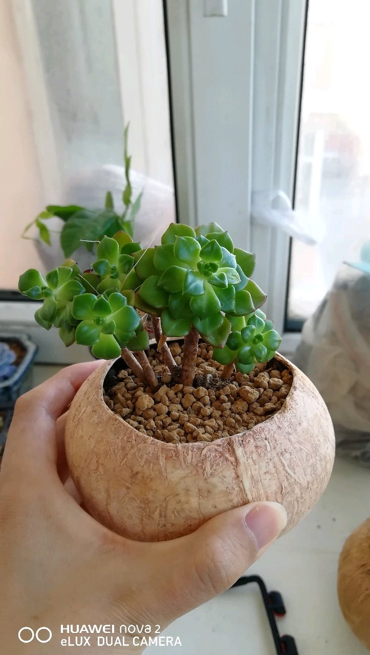 谁谁谁还想要来着