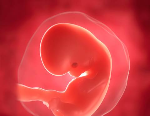好孕爸日记:怀孕第七周的宝宝,身体的发育有哪些变化