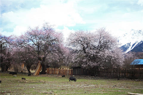 journal_insert_pic_1202123337